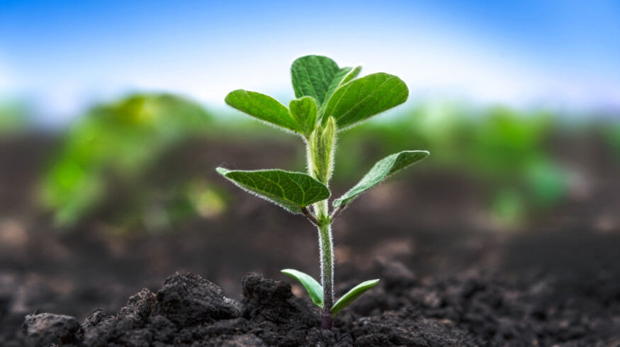 Researchers discovered a zinc-sensing protein that regulates nitrogen fixation in legumes
