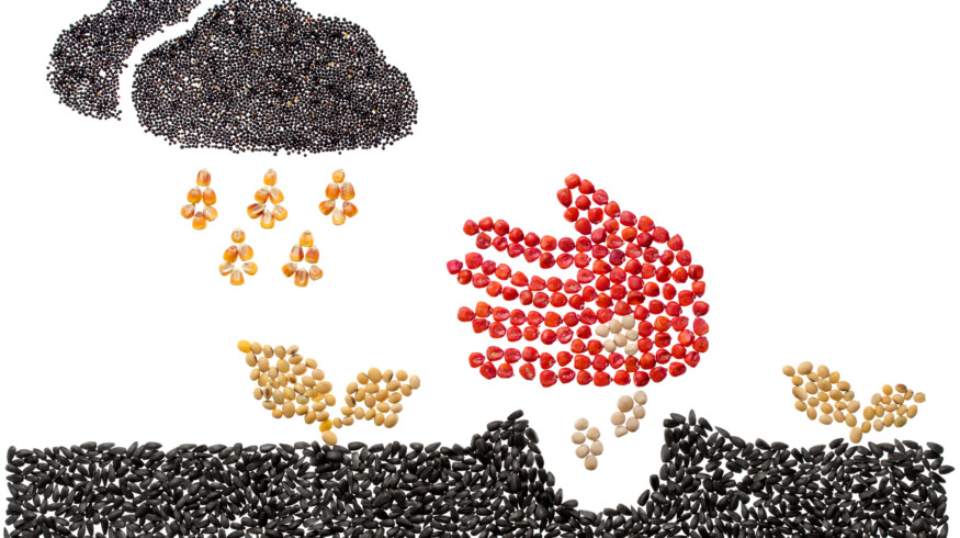 USDA drops environmental review requirement for genetically engineered seeds