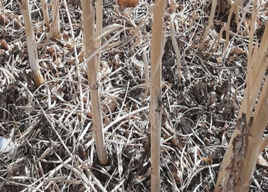 Verticillium stem stripe spreads beyond Europe, raising concerns for global canola yields