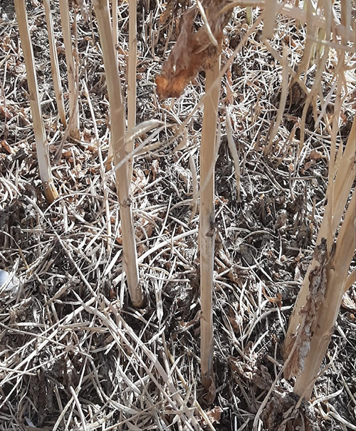 Verticillium stem stripe spreads beyond Europe, raising concerns for global canola yields