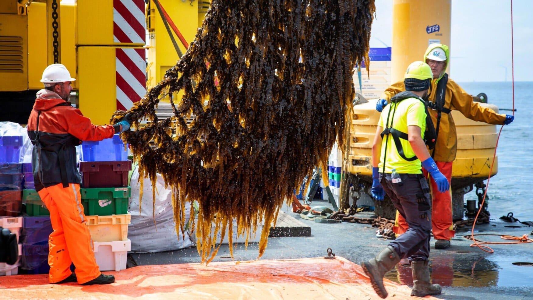 Amazon-backed project completes world’s first seaweed harvest at offshore wind farm