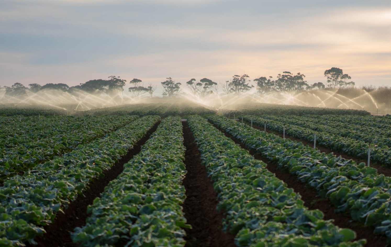 Researchers develop ‘plant vaccines’ to protect Australia’s vegetable crops