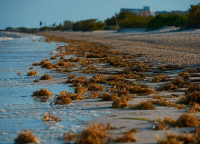 Mexico classifies sargassum as a national fishing resource
