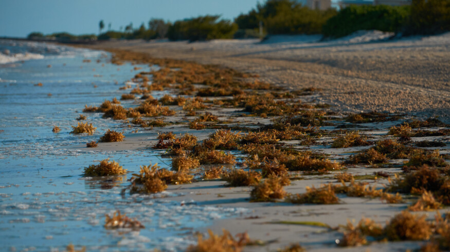 Mexico classifies sargassum as a national fishing resource