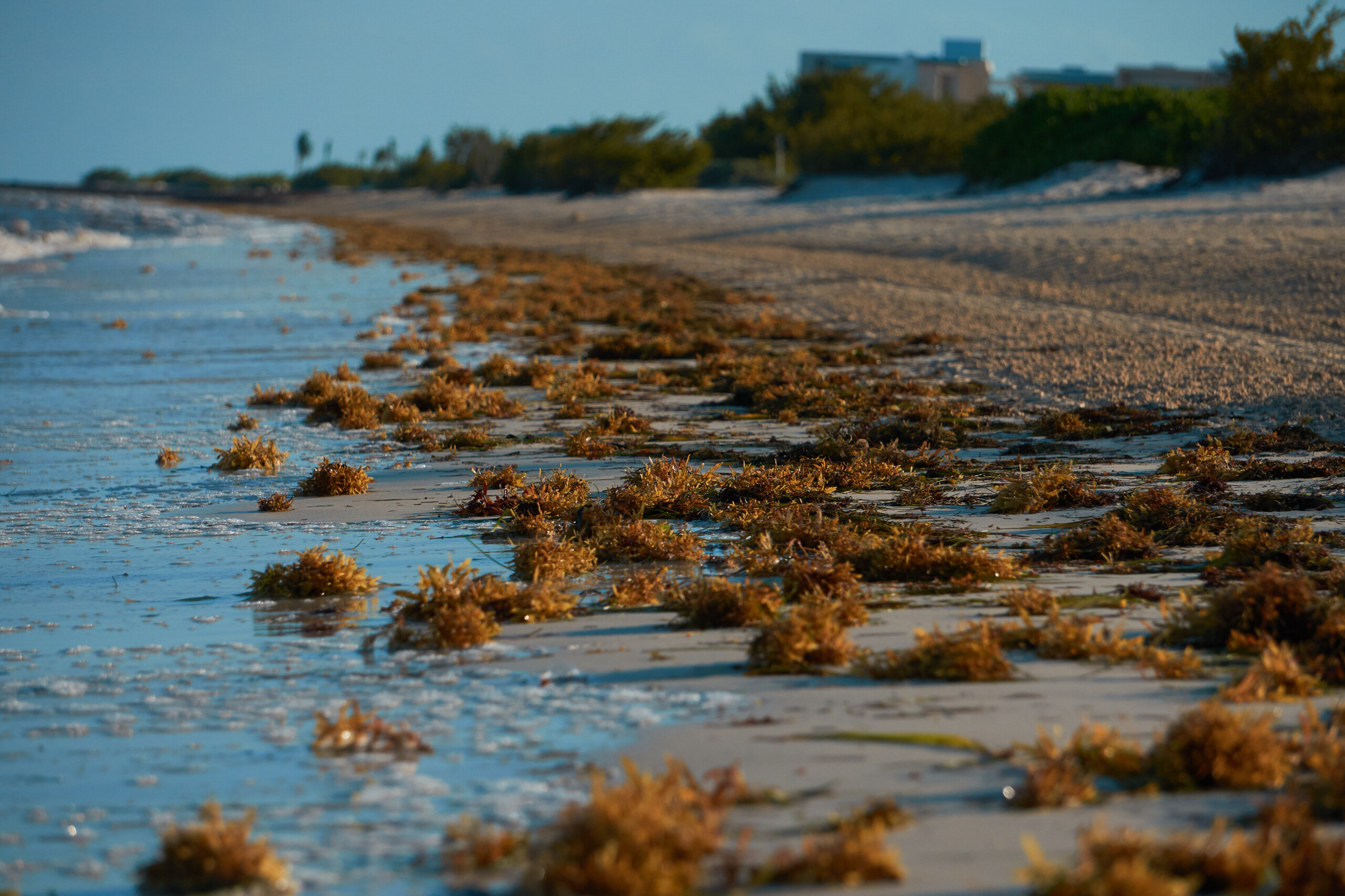 Mexico classifies sargassum as a national fishing resource