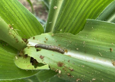 Provivi and AgNova launch pheromone solution in Australia to tackle fall armyworm