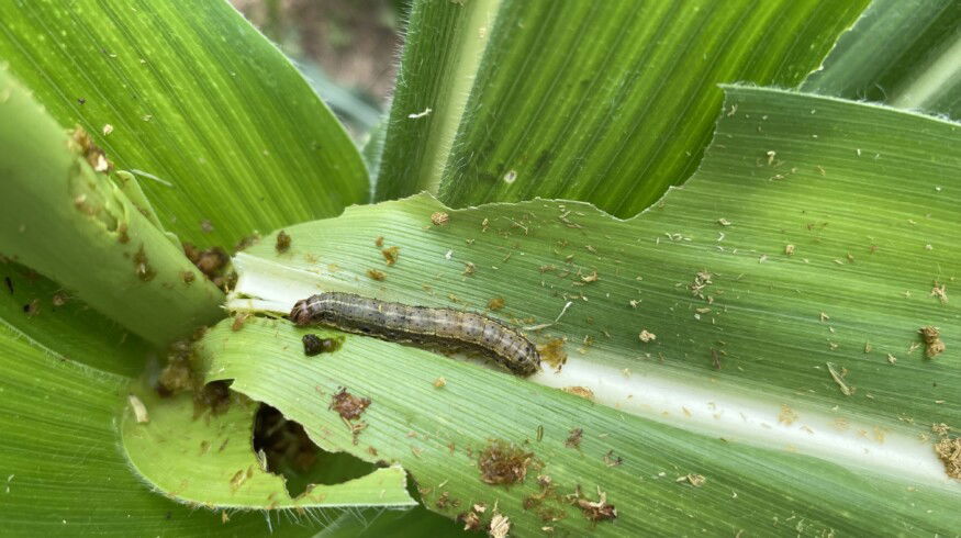 Provivi and AgNova launch pheromone solution in Australia to tackle fall armyworm