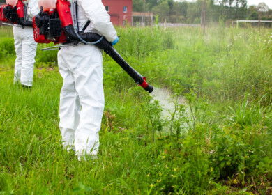Glyphosate study links herbicide to leukemia and tumors in rats