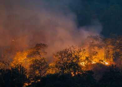 How to restore soil after California wildfires?