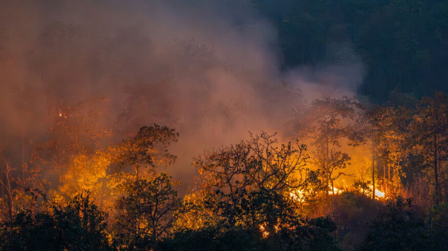 How to restore soil after California wildfires?