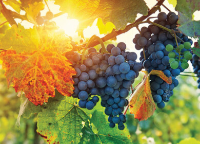 Eden Research posts interim loss but outlines expansion plans