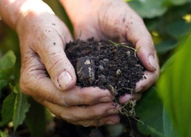 Brazil joins Budapest treaty, strengthening bioinputs and biotech sector