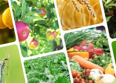 New EU roadmap targets faster approval of biocontrol solutions for farmers