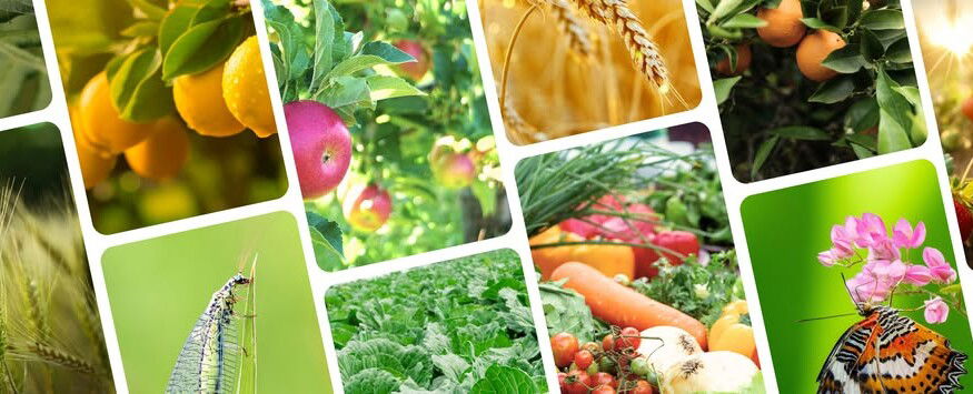 New EU roadmap targets faster approval of biocontrol solutions for farmers