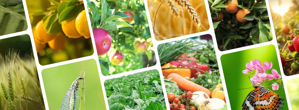 New EU roadmap targets faster approval of biocontrol solutions for farmers