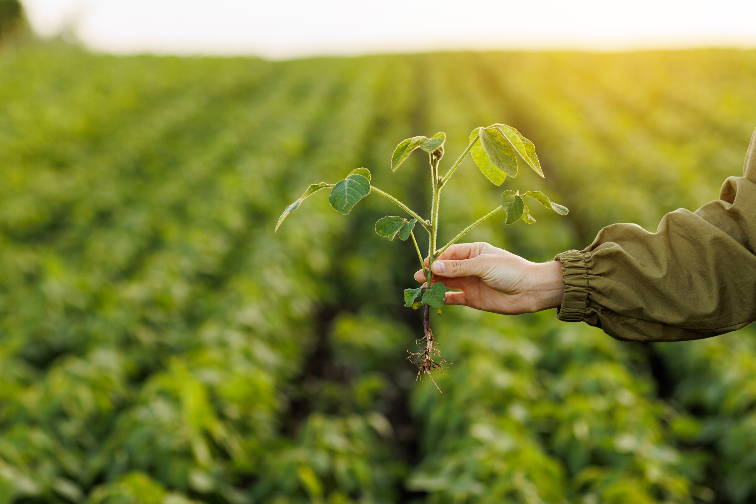 Syngenta plans to launch the HPPD-tolerant soybeans by 2029