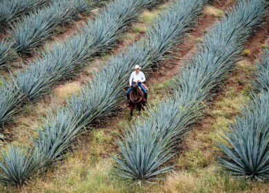 Mexico bans 35 high-risk pesticides in push for sustainable farming