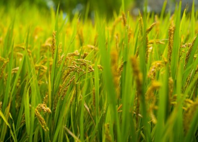Illinois farmer turns flooded bottomlands into state’s first rice farm