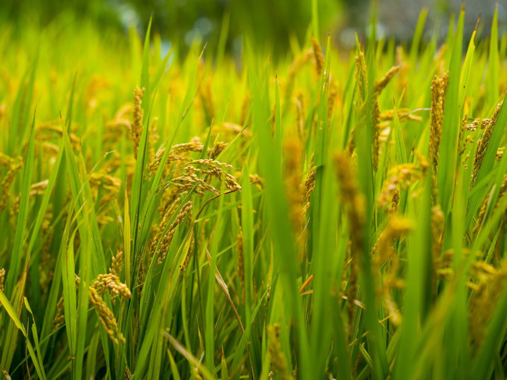 Illinois farmer turns flooded bottomlands into state’s first rice farm
