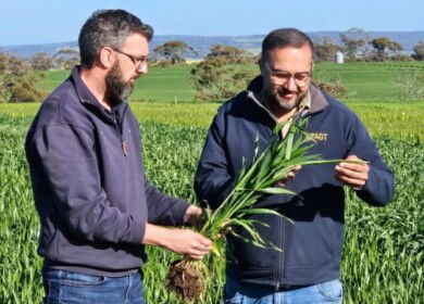 AGT releases new wheat varieties to strengthen Australia’s export portfolio