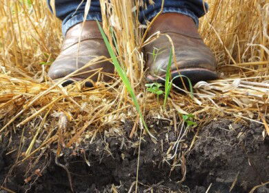 PepsiCo, Mars and ADM back regenerative agriculture project in Poland