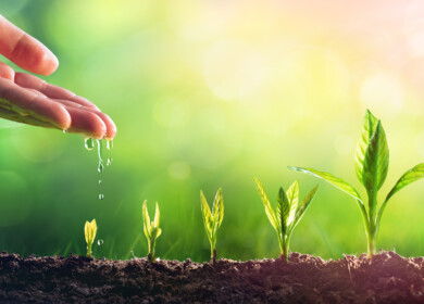 Syngenta and Heritable Agriculture utilize AI for vegetable seed selection