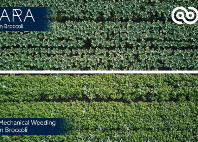 Ecorobotix introduces ultra-high precision spraying for vegetable crops