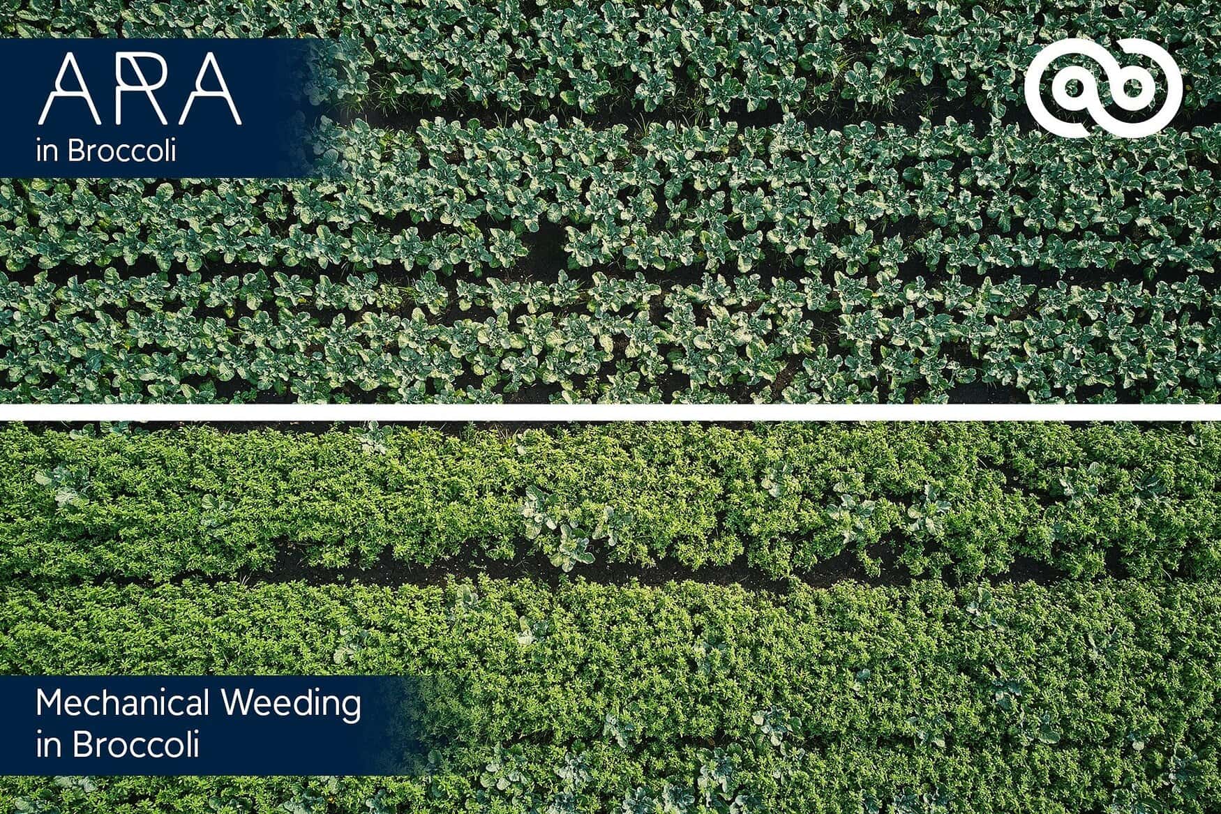 Ecorobotix introduces ultra-high precision spraying for vegetable crops