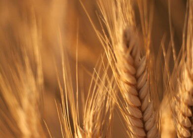 UC Davis scientists develop wheat that produces its own fertilizer