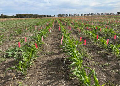 Nufarm and Moa advance development of novel herbicide