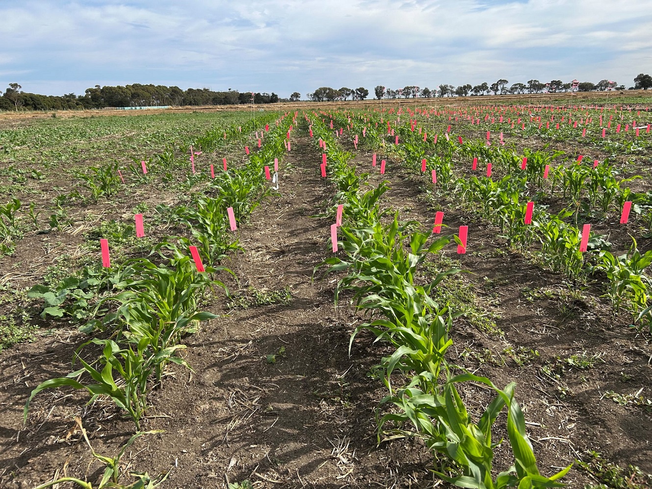 Nufarm and Moa advance development of novel herbicide