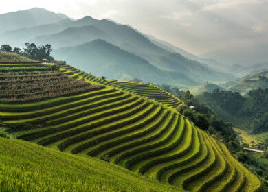 Scientists develop nano-selenium method to boost rice nutrition and cut fertilizer use