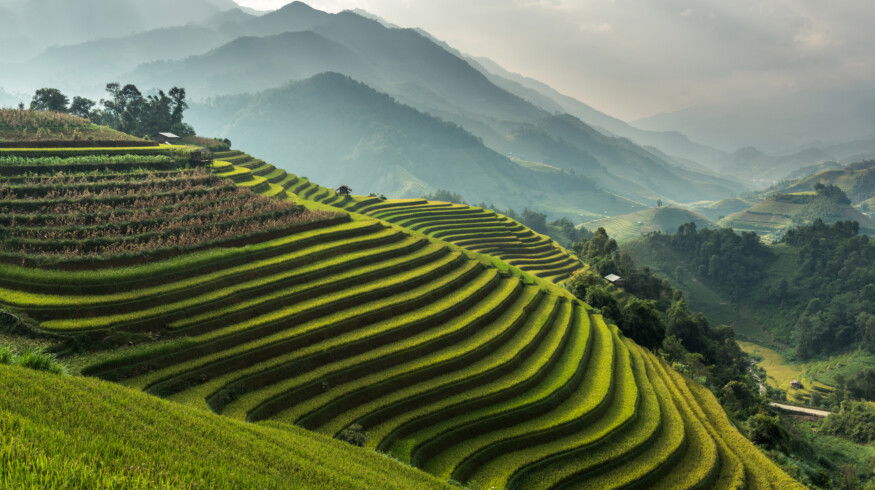 Scientists develop nano-selenium method to boost rice nutrition and cut fertilizer use