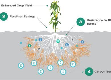Groundwork BioAg and Anew Climate partner to commercialize 500,000 tons of durable soil carbon credits