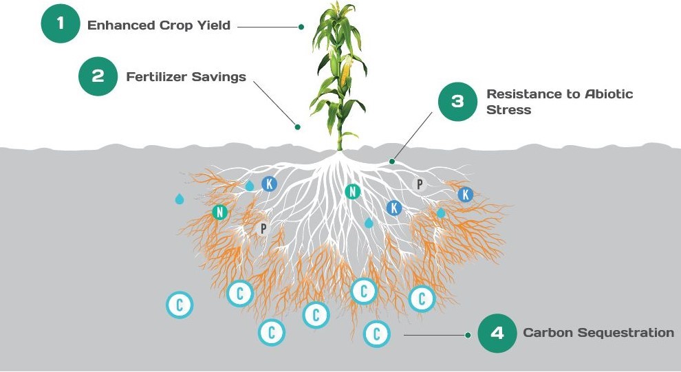 Groundwork BioAg and Anew Climate partner to commercialize 500,000 tons of durable soil carbon credits
