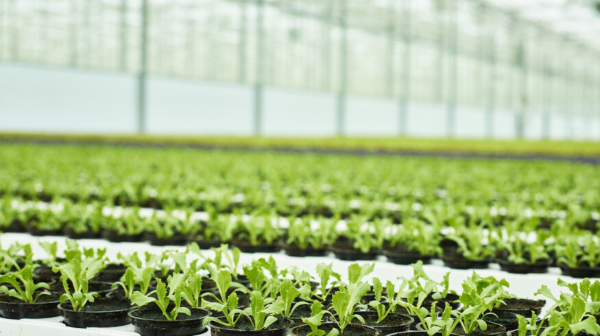 Kazakhstan expands greenhouse and storage projects to cut food import reliance