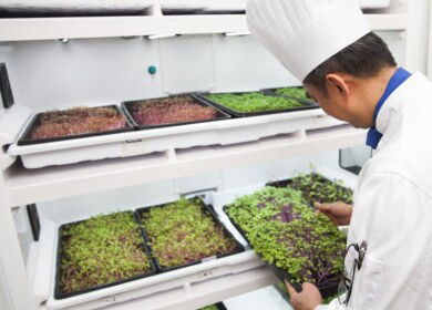 Urban Cultivator launches appliance for year-round restaurant greens