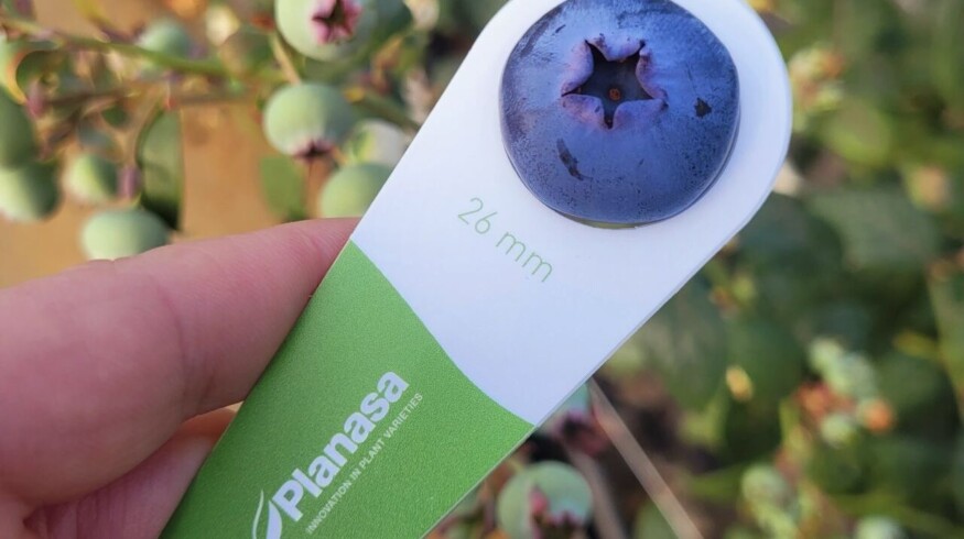 Planasa to acquire IFSI to expand global plant genetics footprint