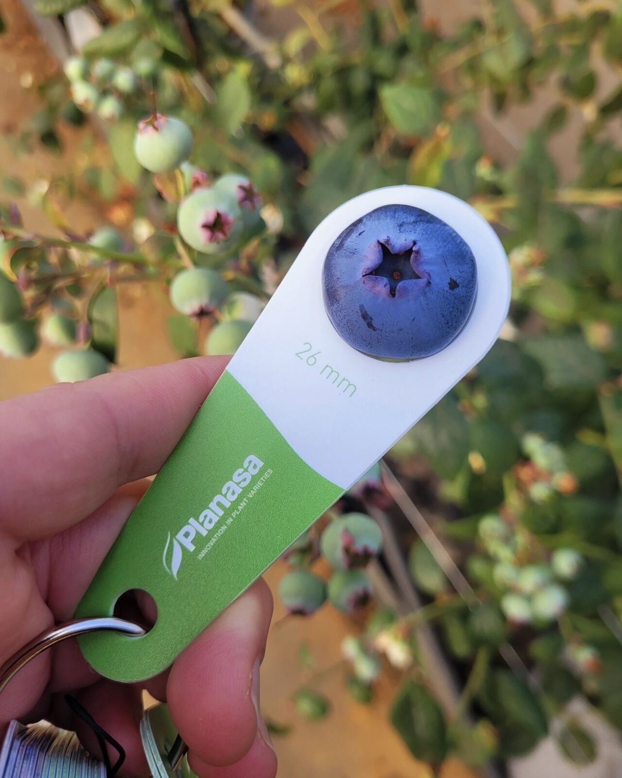 Planasa to acquire IFSI to expand global plant genetics footprint