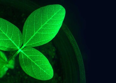 InnerPlant achieves first real-time detection of soybean fungal infection