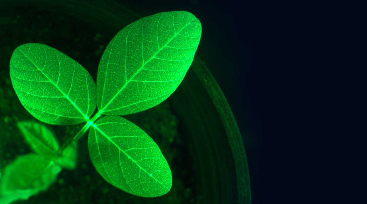 InnerPlant achieves first real-time detection of soybean fungal infection