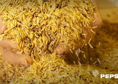 PepsiCo and partners expand open-access climate resilience platform for agriculture