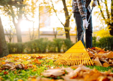 Gardeners turn to cover crops this fall to restore soil health