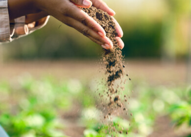 Liberia develops national soil information system to improve fertilizer use