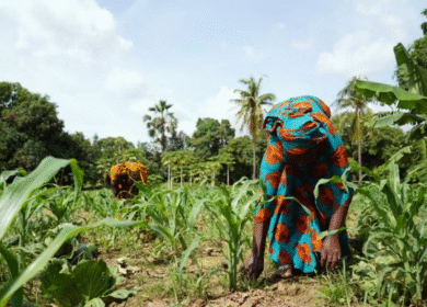 FMC introduces pheromone-based crop protection in Côte d’Ivoire