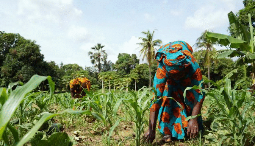 FMC introduces pheromone-based crop protection in Côte d’Ivoire