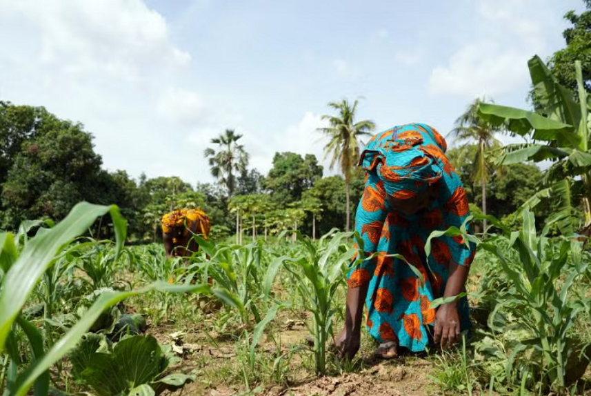 FMC introduces pheromone-based crop protection in Côte d’Ivoire