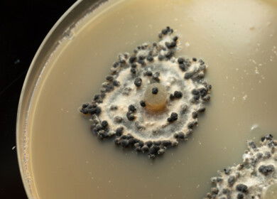 Soil fungus shows potential to replace chemical fungicides