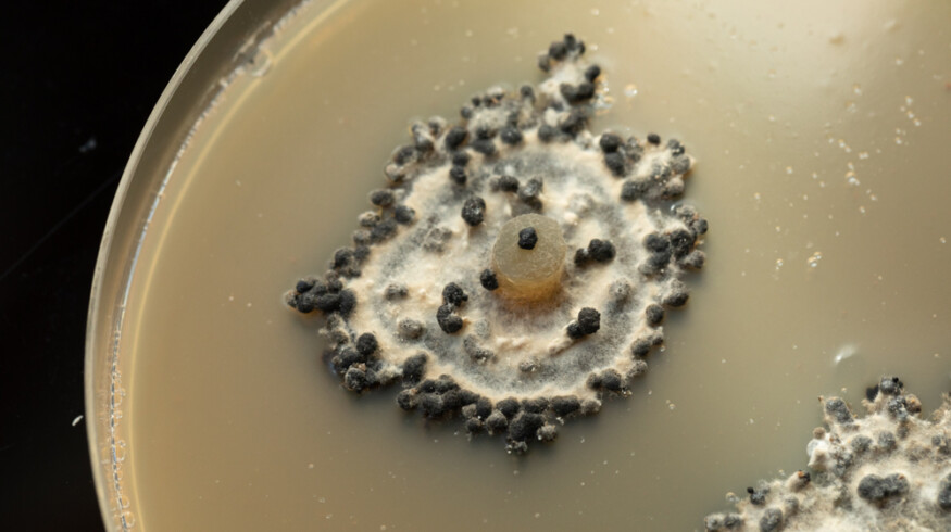 Soil fungus shows potential to replace chemical fungicides