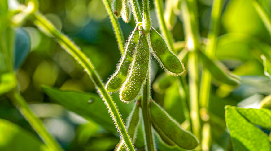 Hidden soybean cyst nematode threatens North American yields